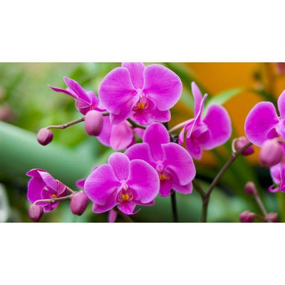 Flower Cutter Large Moth Phalaenopsis Orchid, 3pc Set - Art Is In Cakes, Bakery & SupplyFlower making toolsDefault Title