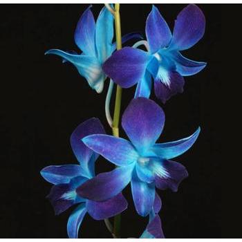 Flower Cutter Dendrobium Orchid, 3pc Set – Art Is In Cakes, Bakery Supply