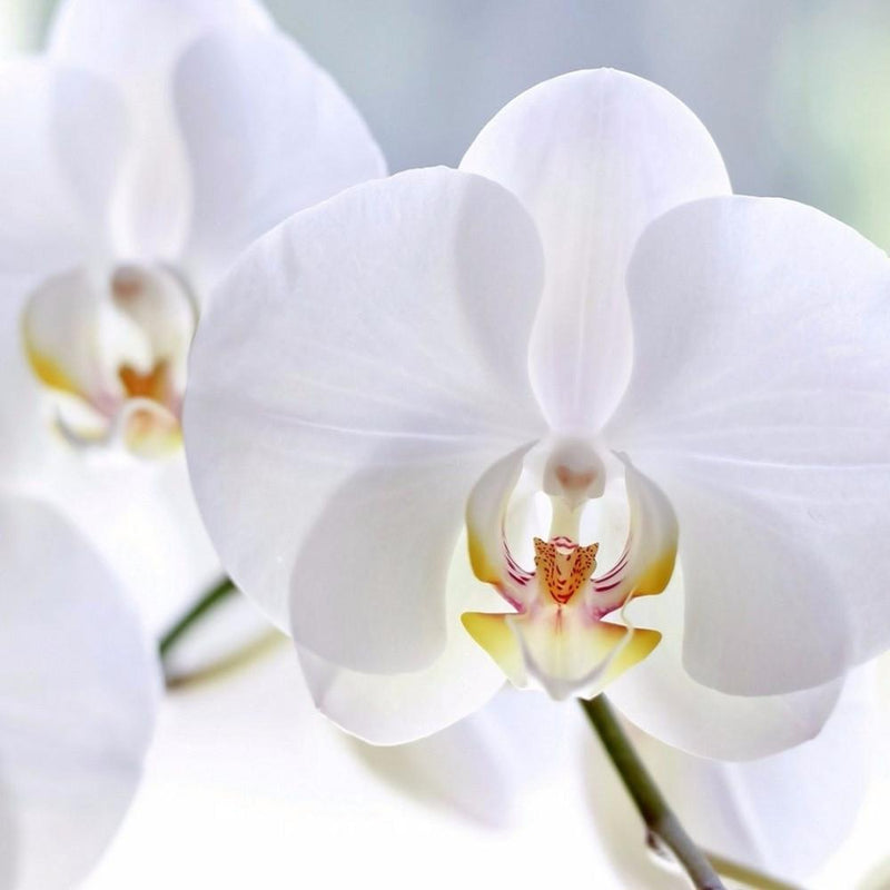 Flower Cutter Phalaenopsis Orchid, 3pc Set - Art Is In Cakes, Bakery & SupplyFlower making toolsDefault Title